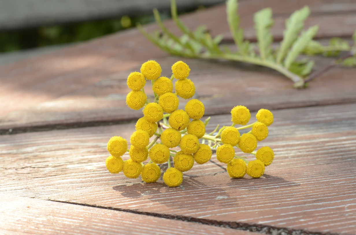 Wrotycz zakazane zioło o wszechstronnych właściwościach